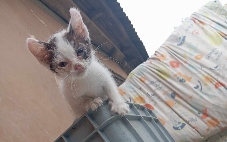 Mały kotek wspinający się na pojemnik, z ciekawym spojrzeniem.