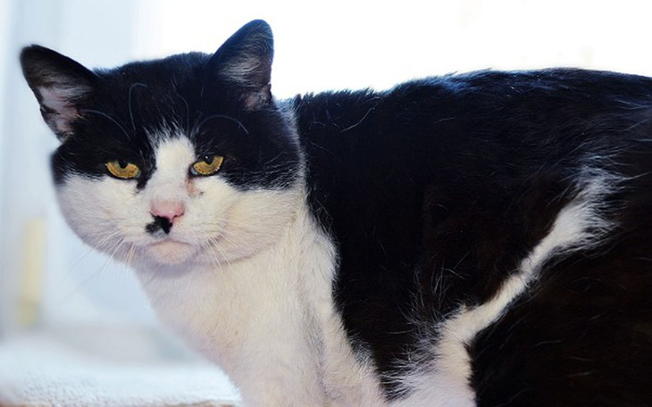 Zbiórka Pomóż Beniowi dojść do zdrowia! - zdjęcie główne