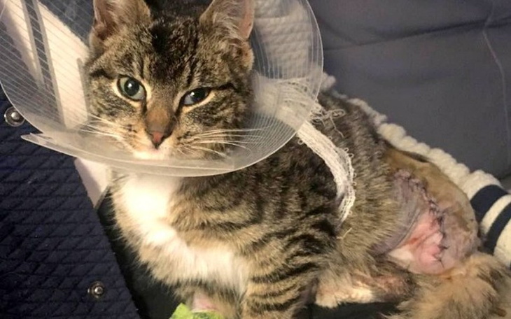 Zbiórka Mam tylko 3 łapki -na pomoc Misi - zdjęcie główne