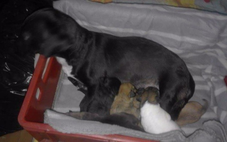 Zbiórka Pomożesz? zbieram na zabieg - zdjęcie główne