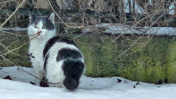 Zbiórka Pomóż nam kastrować bezdomność. - miniaturka zdjęcia