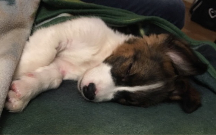 Zbiórka Leczenie LAJLI - zdjęcie główne