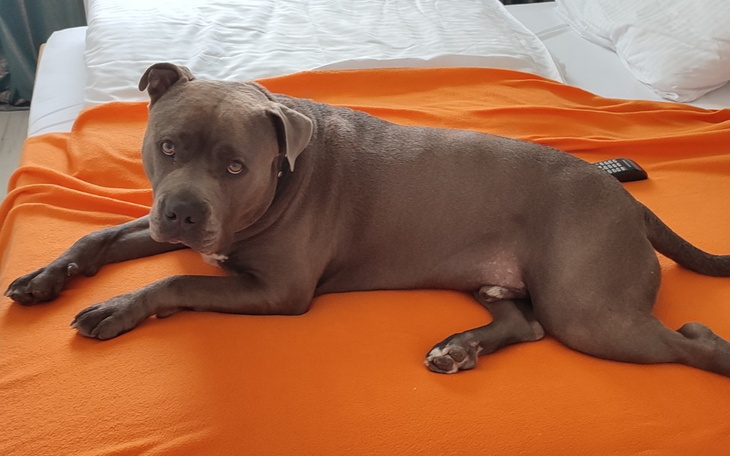 Pies rasy American Staffordshire Terrier leżący na pomarańczowym kocu.