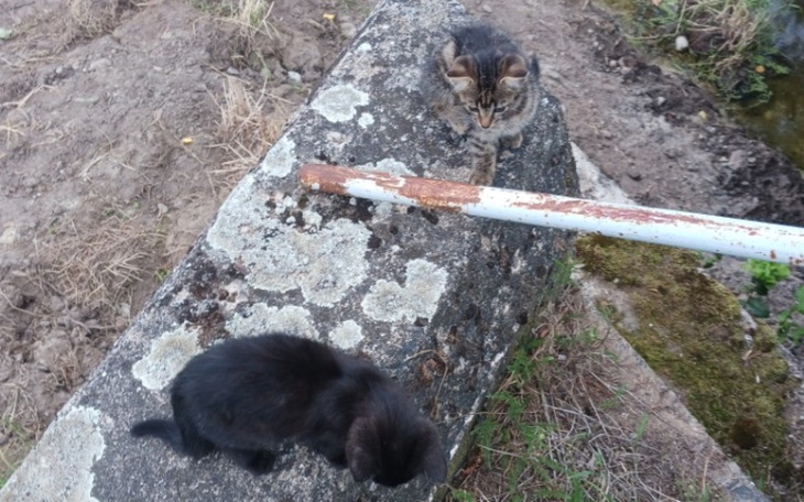 Zbiórka Leczenie bezdomnych maluchow - zdjęcie główne