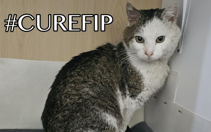 Zbiórka Frezik walczy z FIPem - zdjęcie główne