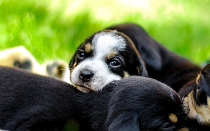 Słodkie szczeniaki wylegujące się na trawie.