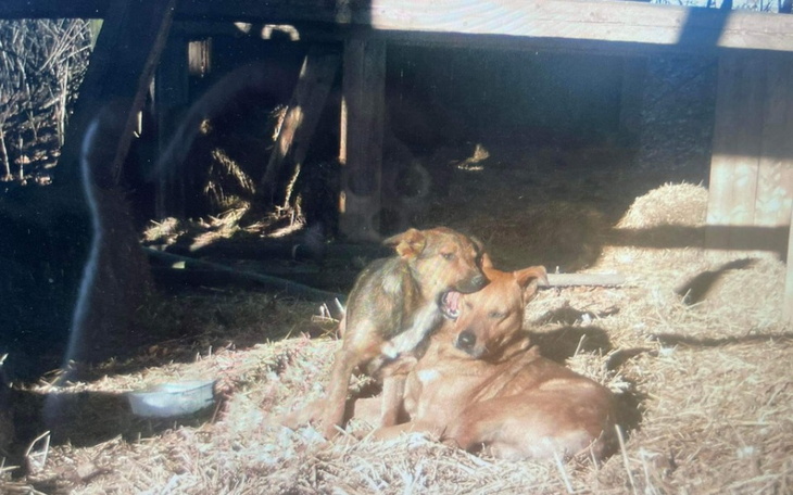 Zbiórka Na pomoc Romeo i Julii - zdjęcie główne