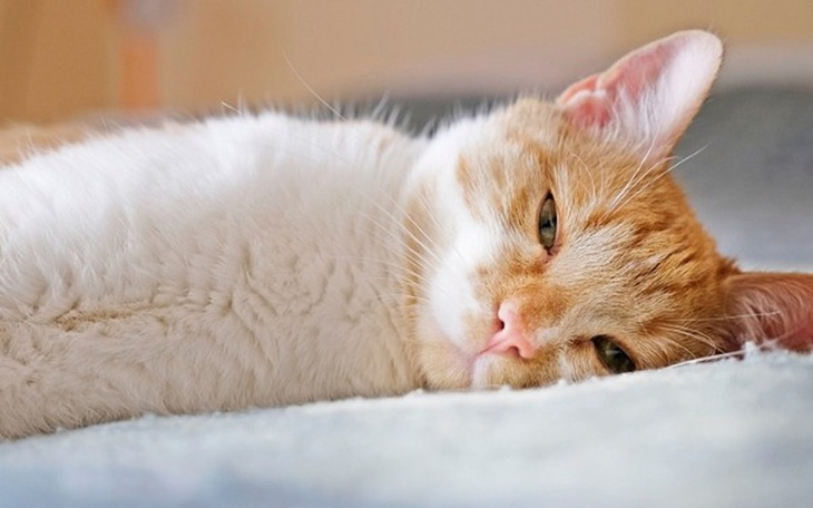 Zbiórka Na leczenie i operację Franka - zdjęcie główne