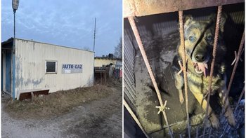 Zbiórka Ratujmy psa przed sprawcami - miniaturka zdjęcia