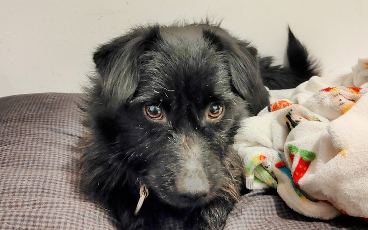 Czarny pies leży na poduszce, z wyrazem ciekawości.