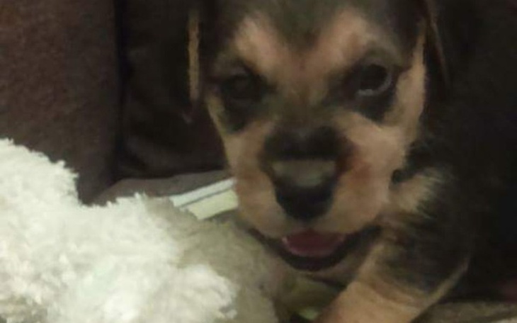 Zbiórka Pies, najlepszy przyjaciel - zdjęcie główne