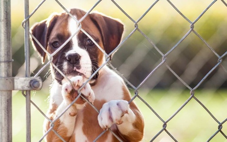 Zbiórka Dla zwierząt ze Schroniska w Wch - zdjęcie główne