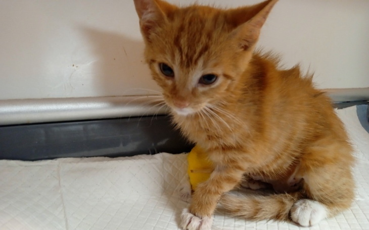 Zbiórka Na pomoc Ryśkowi - zdjęcie główne