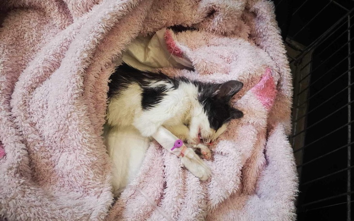 Zbiórka Pomóżcie nam ratować Lusie - zdjęcie główne