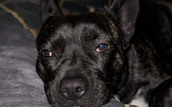 Zbiórka Basta i cherry eye - zdjęcie główne