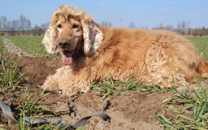 Zbiórka Dla Nero na opłacenie miejsca - zdjęcie główne