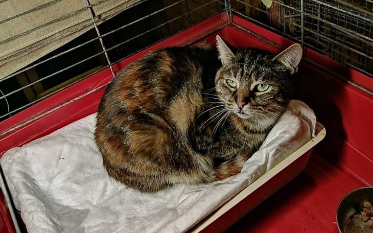 Zbiórka Leczenie Prysi - zdjęcie główne