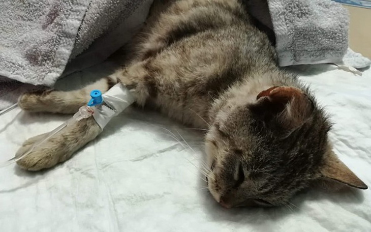 Zbiórka Sabinka - zdjęcie główne