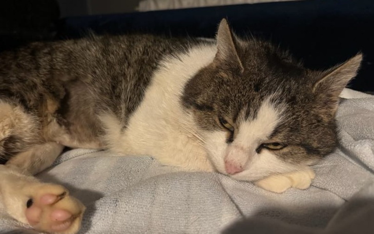 Kot leżący na poduszce, zrelaksowany i z zamkniętymi oczami.