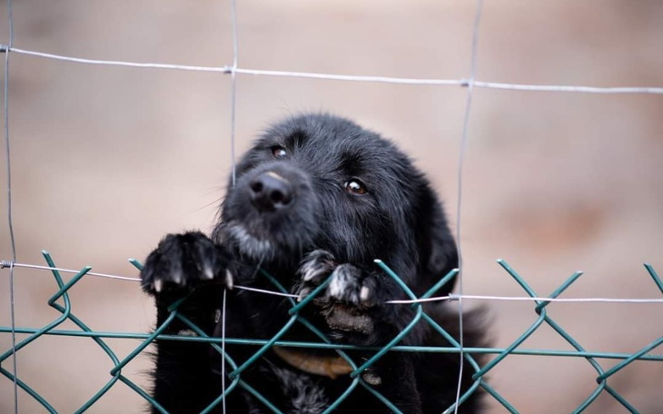 Zbiórka Transport Kawci - zdjęcie główne