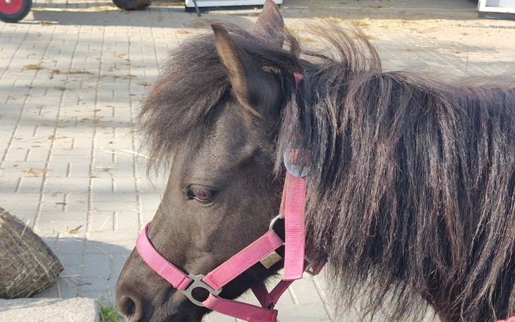 Zbiórka Ratujemy kochną kucke Koko - zdjęcie główne
