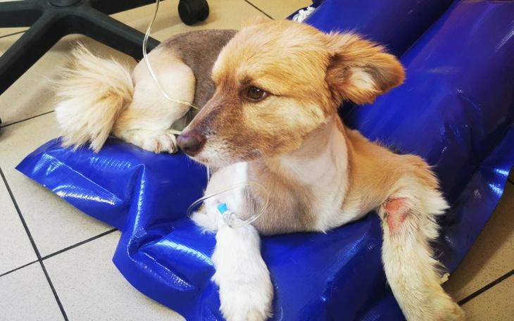 Zbiórka Otruty adopciak walczy o życie - zdjęcie główne