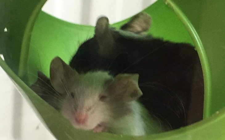 Zbiórka Bardzo chore 2 myszy. - zdjęcie główne