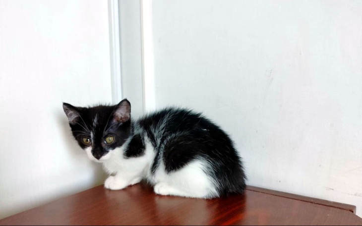 Zbiórka Daj piątaka na kociaka. - zdjęcie główne