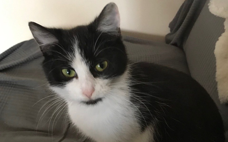 Czarnobiały kot siedzący na kanapie, wygląda na ciekawskiego.