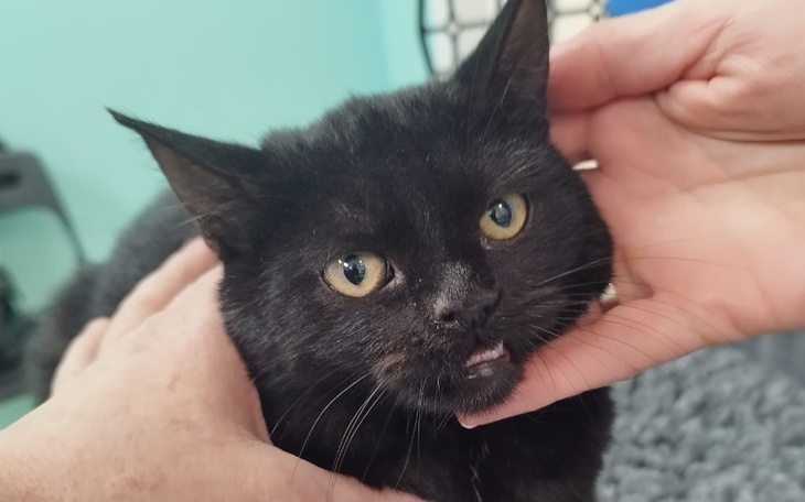 Kot leżący na miękkim kocyku, odpoczywający.