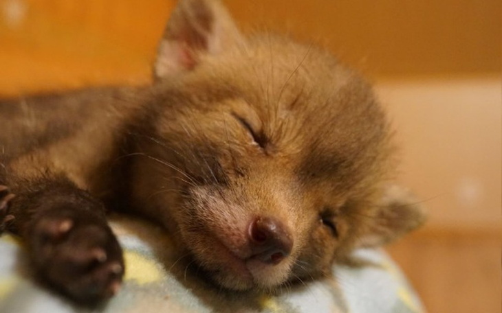 Zbiórka Lisia sierotka :( - zdjęcie główne