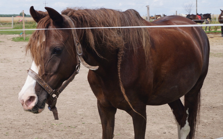 Zbiórka Vexi - nebulizator dla kucyka - zdjęcie główne