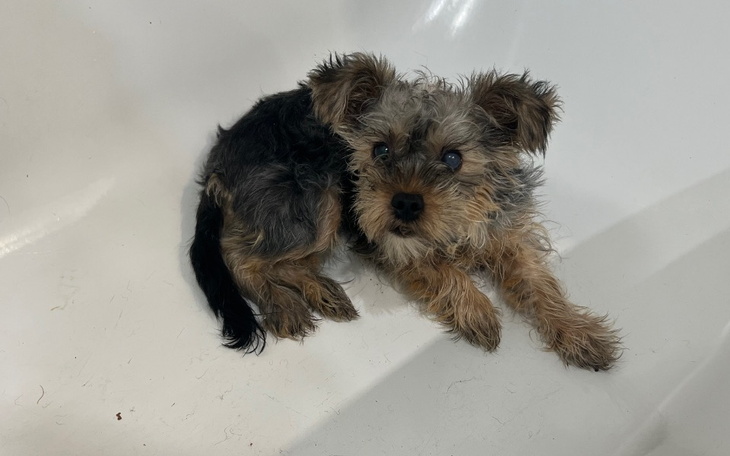 Zbiórka Przerażone psie dziecko - zdjęcie główne