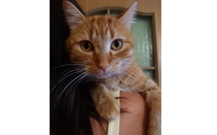 Zbiórka Zrzutka dla Rudego - zdjęcie główne