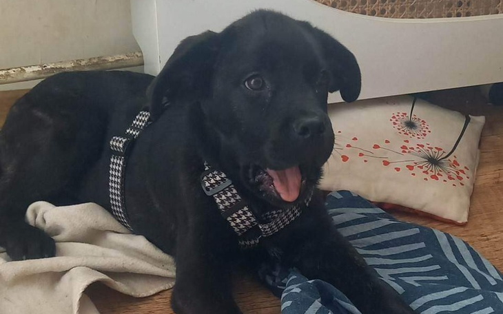 Zbiórka Operacja psa Diego - zdjęcie główne