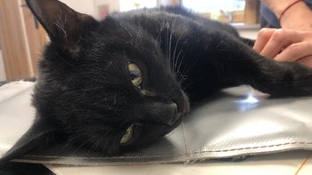 Zbiórka Fox - miniaturka zdjęcia