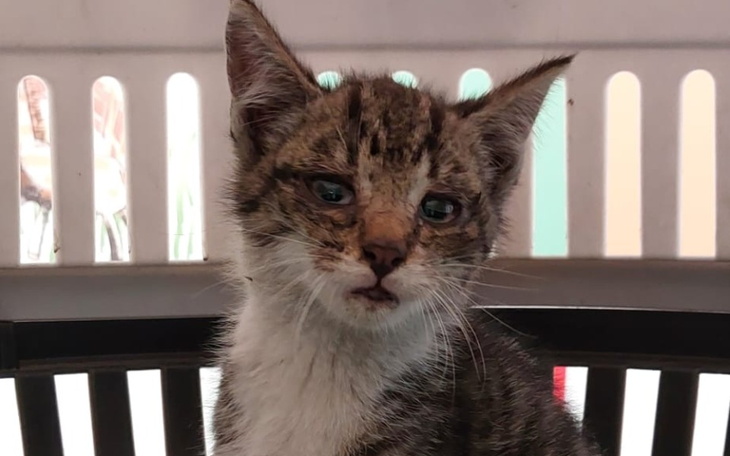 Zbiórka Dla kiwaczka - zdjęcie główne