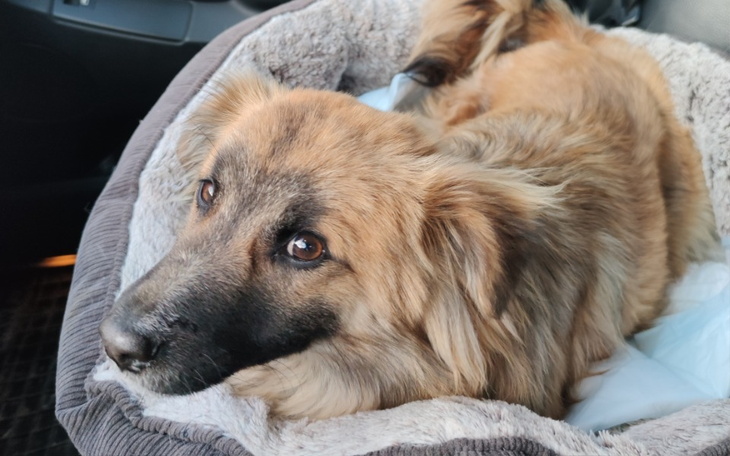 Zbiórka Na ratunek dla Miśka - zdjęcie główne