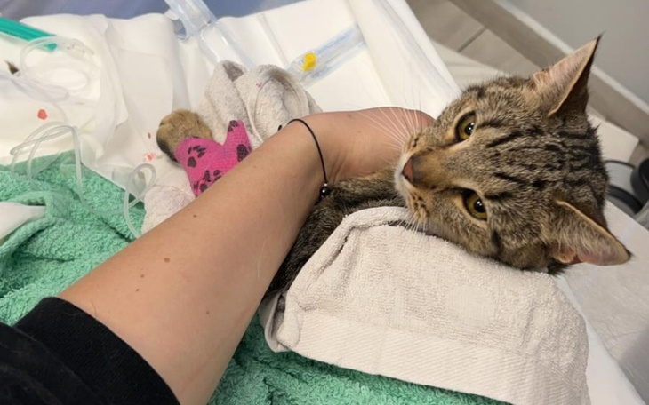 Zbiórka Leczenie kotów w Kociej Kawiarni - zdjęcie główne