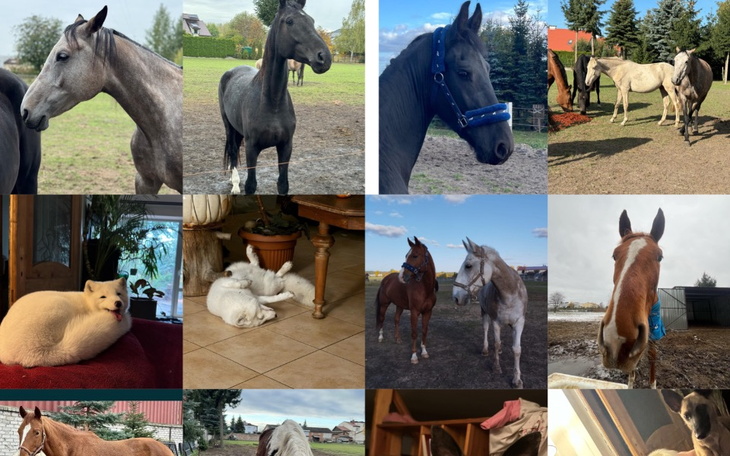 Zbiórka Prezent dla koni. - zdjęcie główne