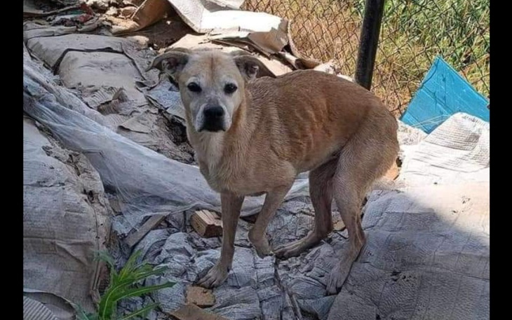 Zbiórka Na transport po nowe życie2 - zdjęcie główne