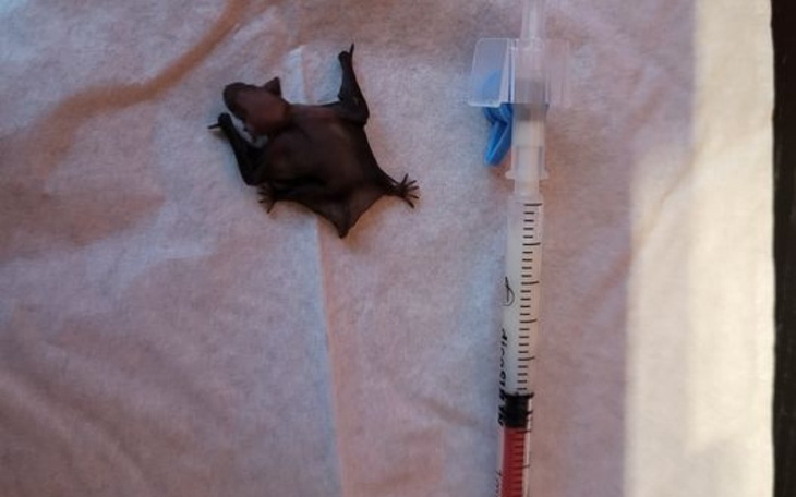 Mała żaba obok strzykawki, gotowa do rehabilitacji.