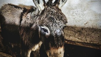 Zbiórka Roczny Chrupek ma wyrok śmierci - miniaturka zdjęcia