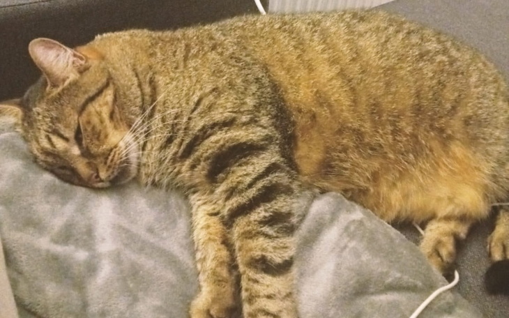 Zbiórka Paco potrzebuje pomocy - zdjęcie główne