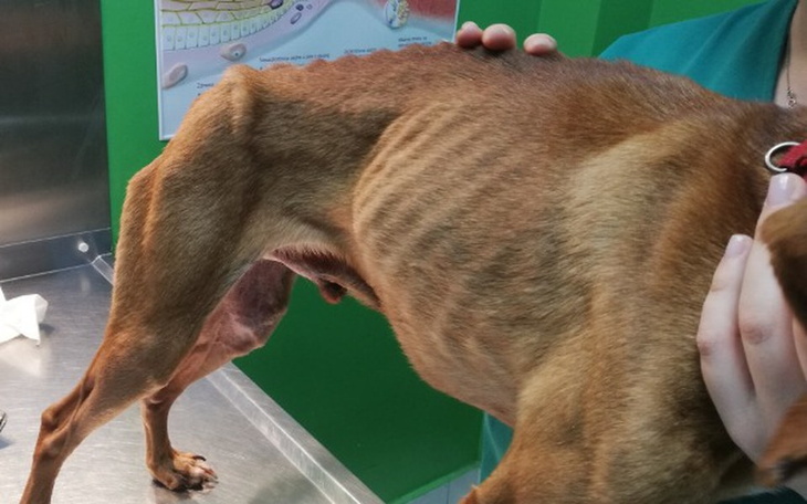 Zbiórka ZAGŁODZONE proszą o wsparcie - zdjęcie główne