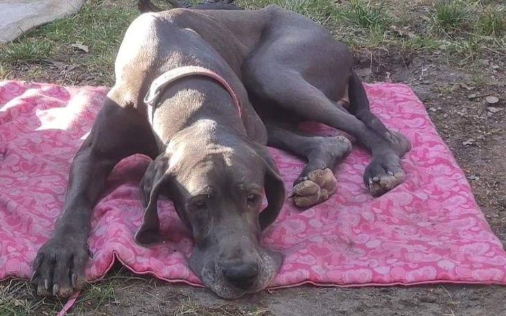 Zbiórka Dogi ewakuowane z Ukrainy - zdjęcie główne