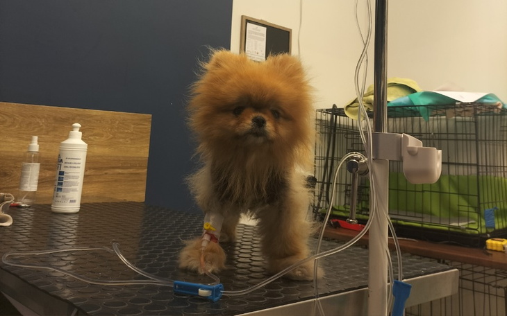 Zbiórka operacja Gabi uratuje jej życie - zdjęcie główne