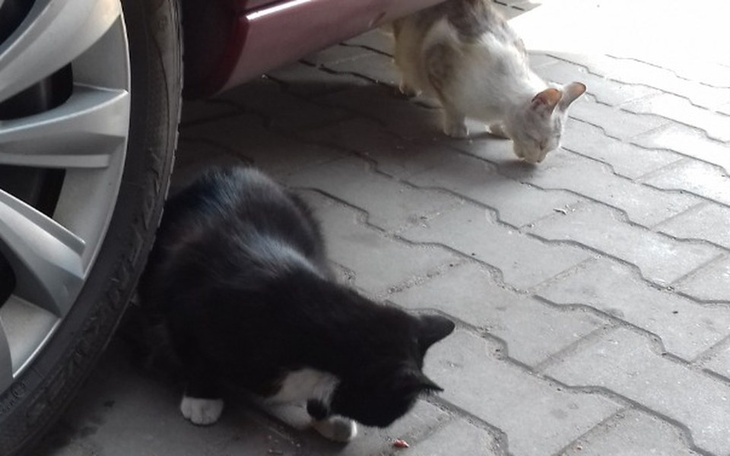 Zbiórka 15 kotów spod Pzu prosi o pomoc - zdjęcie główne