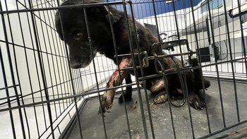 Zbiórka Pomoc potrzebna natychmiast - miniaturka zdjęcia