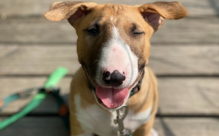 Zbiórka Ratujemy serducho Kodiego - zdjęcie główne